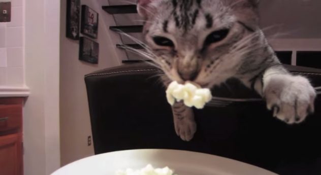 Uskomatonta: kissa syö haarukalla!