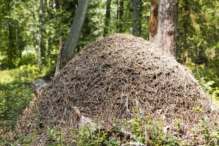 Kuvahaun tulos: kekomuurahainen